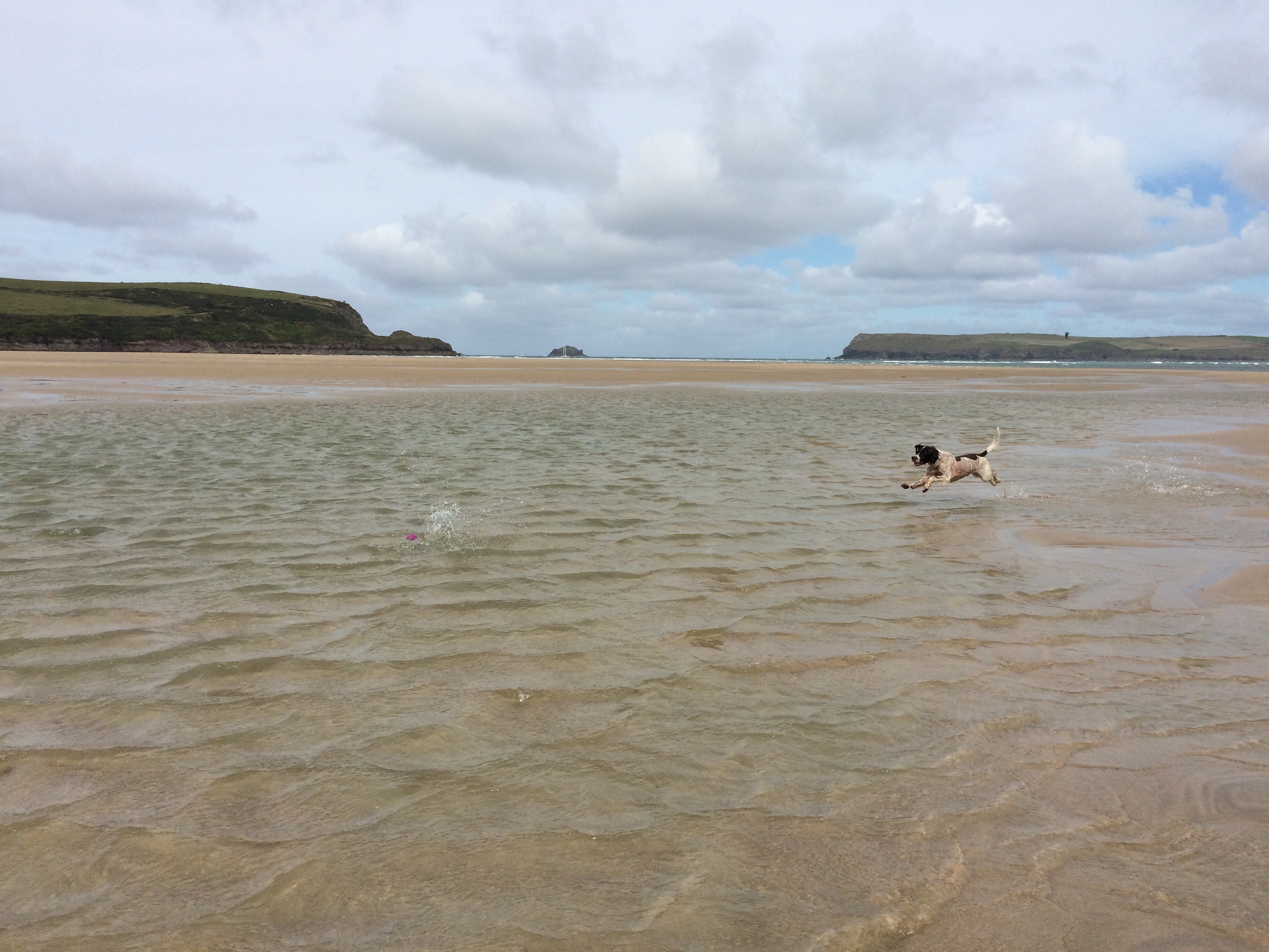 Dog beach store walks near me